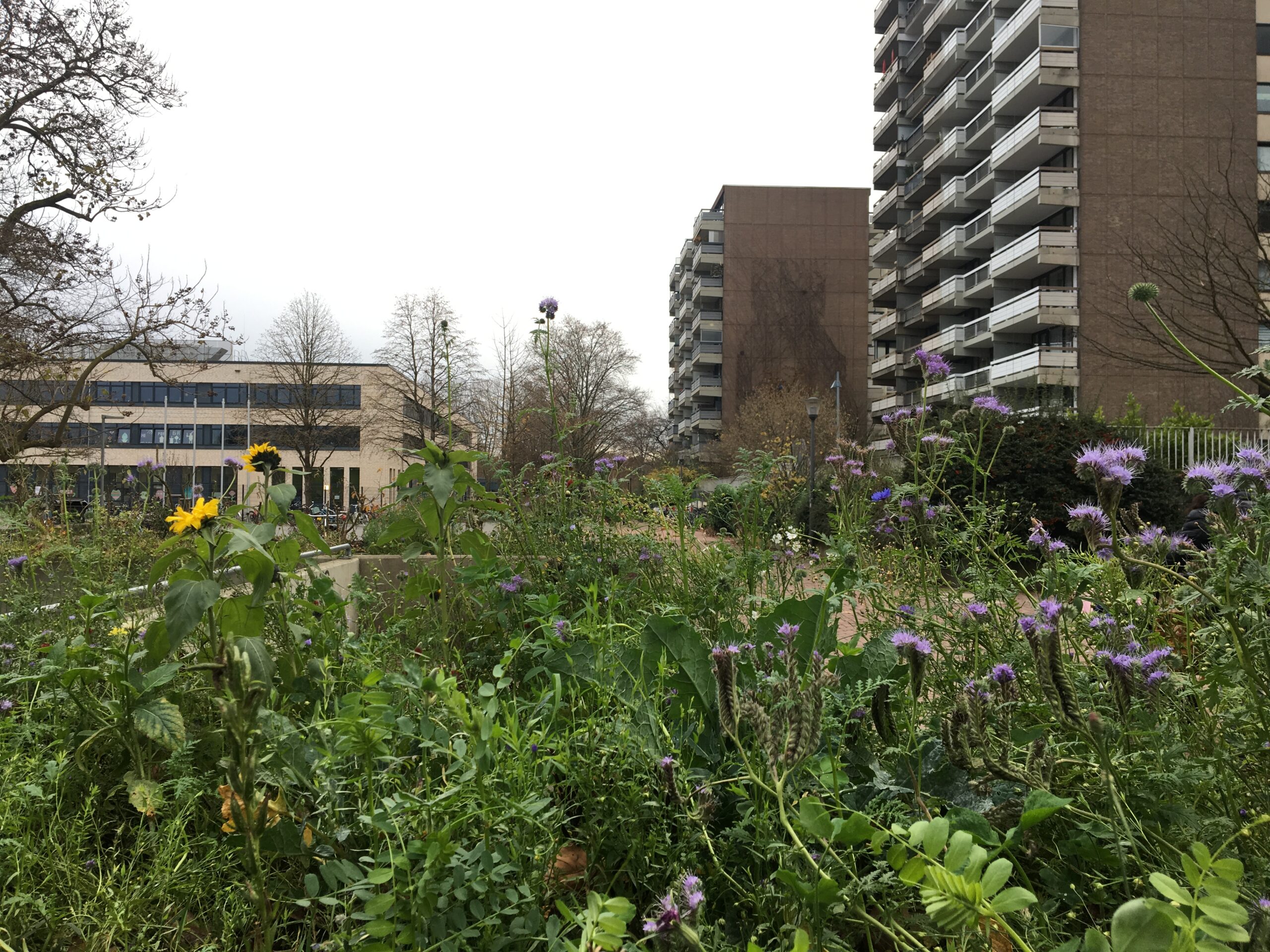 Eine von einer Jugendzentrum-Garten-AG angelegte Insektenweide im Stadteilzentrum