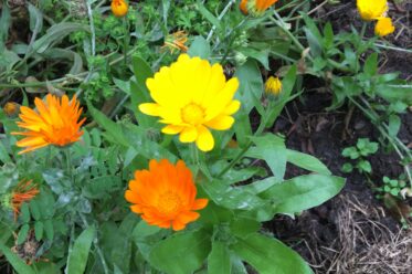 Ringelblume (Calendula officinalis)