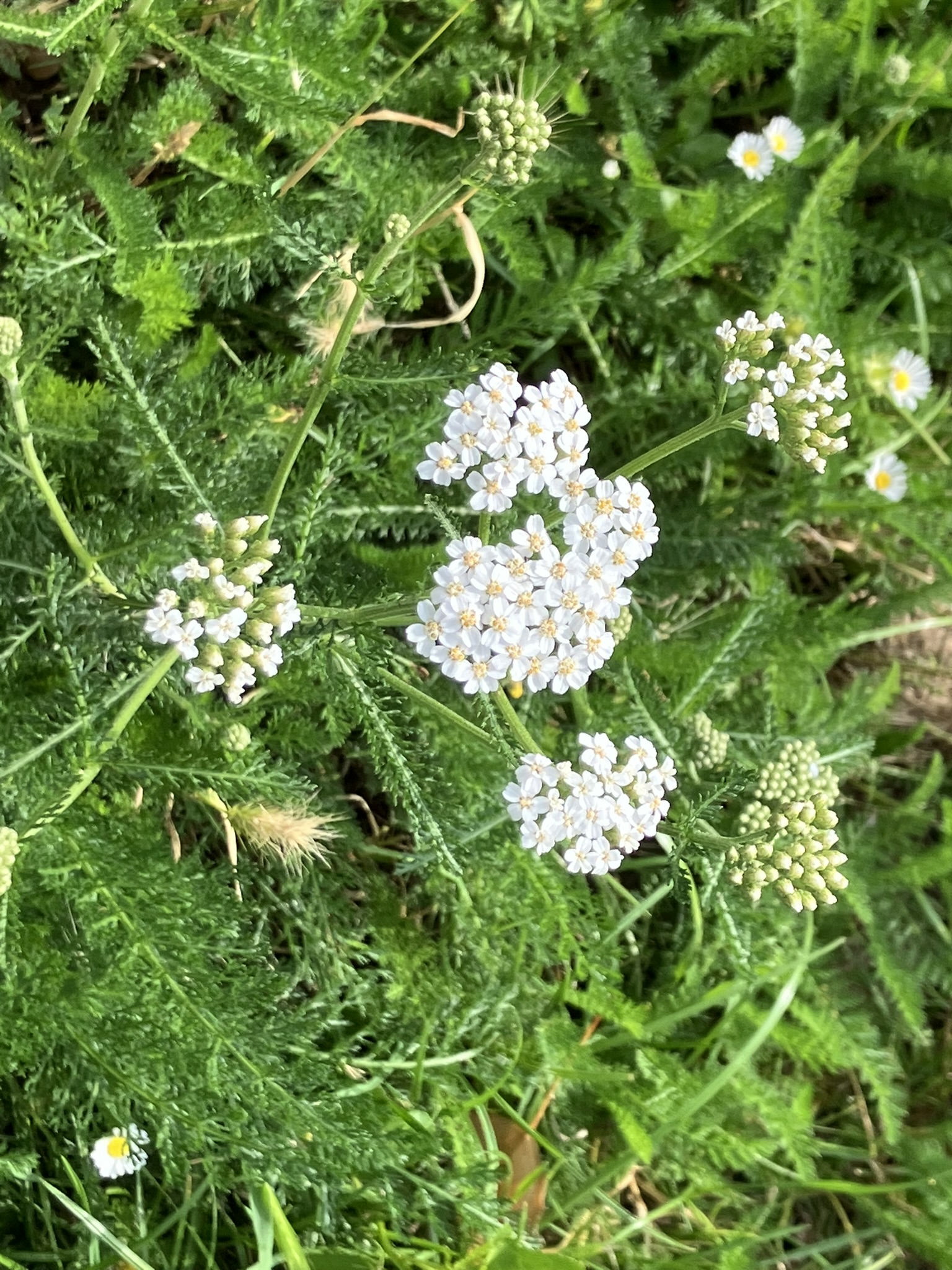 Schafgarbe beim Kräuterspaziergang