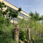 Die Gartenwerkstatt am Jugendzentrum (JuZe) Köln Weiden: Wildblumen, Küchenkräuter, Gemüse und Obst