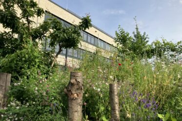 Die Gartenwerkstatt am Jugendzentrum (JuZe) Köln Weiden: Wildblumen, Küchenkräuter, Gemüse und Obst