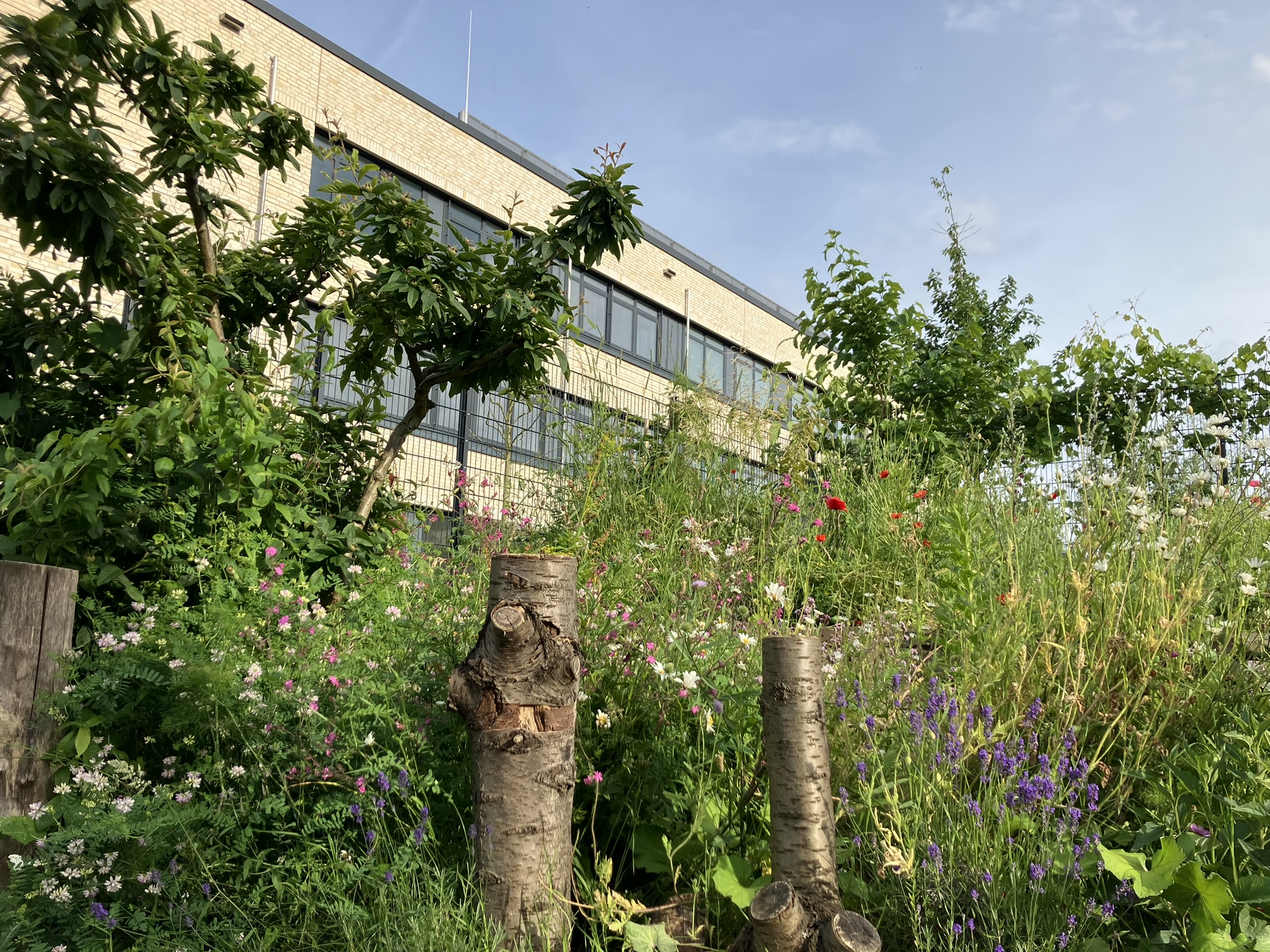 Die Gartenwerkstatt am Jugendzentrum (JuZe) Köln Weiden: Wildblumen, Küchenkräuter, Gemüse und Obst