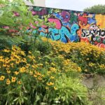 Gartenwerkzeug-Container am Jugendzentrum (JuZe) Köln Weiden - mit Rudbeckien, die von einer Baustelle gerettet wurden und Insekten im Herbst Nahrung bieten, wenn sonst nicht mehr viel blüht