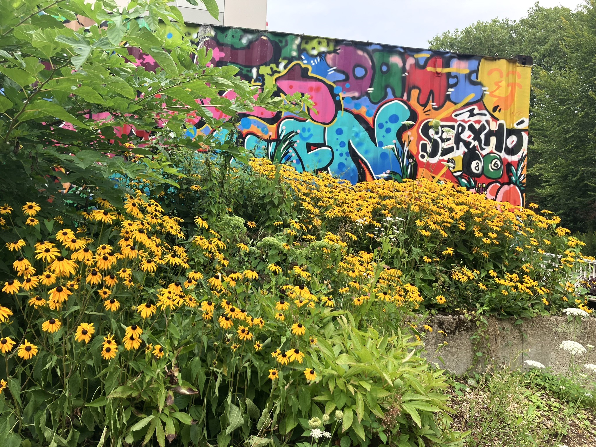 Gartenwerkzeug-Container am Jugendzentrum (JuZe) Köln Weiden - mit Rudbeckien, die von einer Baustelle gerettet wurden und Insekten im Herbst Nahrung bieten, wenn sonst nicht mehr viel blüht